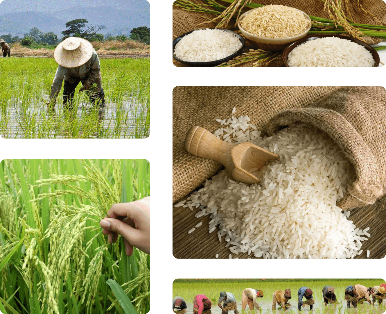 Best ERP Software for Rice Mills Industry